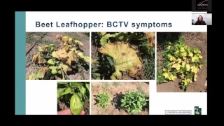 Common Insect Pests of Utah Vegetables - Identification