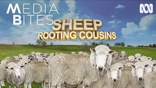 Sheep Rooting Cousins | Media Bites