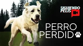 PERRO PERDIDO | RESUMEN EN 12 MINUTOS