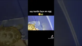 Turtle Laying an Egg!