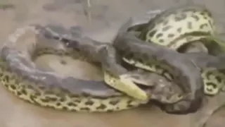 Anaconda vs Crocodile || Python vs Alligator
