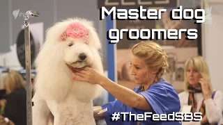 Master dog groomers Australia - The Feed