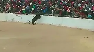 Bull jumps into crowd at bullfight in Peru