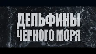 Дельфины Черного моря. Документальный фильм 2019 г.