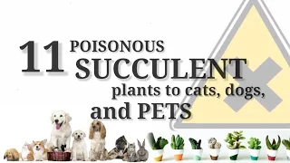 Poisonous Succulent Plants for Pets you should know || Desert Succulent
