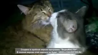 ржач ) коты целуются ахахах