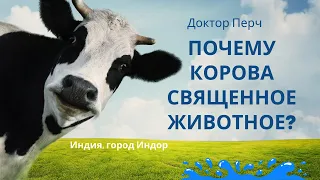 Почему корова священное животное? Часть вторая.