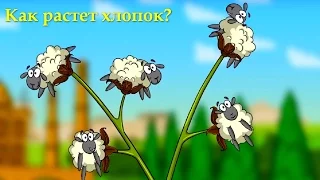 Профессор Почемушкин - Познавательный мультфильм для детей – Как растет хлопок?