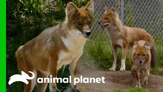 Three Beautiful Dholes Arrive At The Bronx Zoo | The Zoo