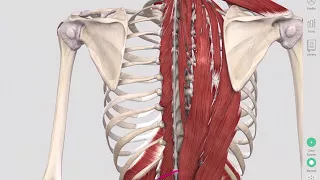 Deep Spinal Muscles   Yoga Anatomy