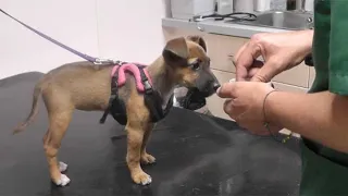 Puppy's first vet visit