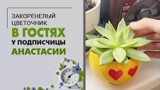 В гостях у подписчицы Анастасии. Москва | Обзор коллекции растений