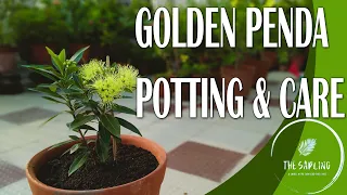 || GOLDEN PENDA PLANT POTTING & CARE || FIRST LOVE OR XANTHOSTEMON PLANT REPOTTING || Ease Tips ||