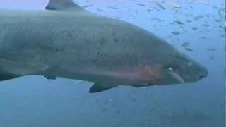 Caribsea Shipwreck - 30+ sharks today