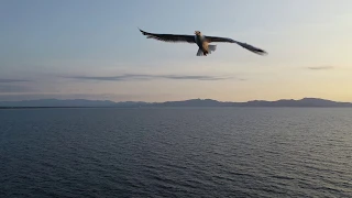 Bird attacking my drone! L'Escala Spain bird attack