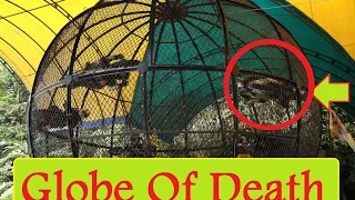 Globe Of Death 5 Riders | AMAZING  Circus Show