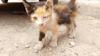 A sad kitten conveys to me the mother cat's message that the family is crying from hunger