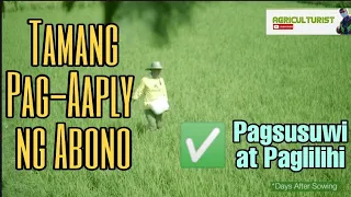 Pag Aaply ng Fertilizer o Abono sa Panahon ng Pagsusuwi at Paglilihi ng Palay | IRRI