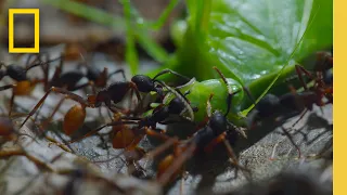 Watch as a swarm of army ants devour their prey | Jungle Predators | A Real Bug's Life