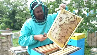 Когда откачивать пчелиный мед. Как определить готов ли мед для откачки. Главный медосбор