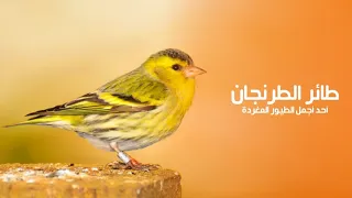 طائر الطرنجان أو السسكن الأوراسي أحد أجمل الطيور المغردة في عالم البرية | كويست عربية Quest Arabiya