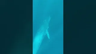 Плаваем с китами на Шри-Ланке. Whale watching