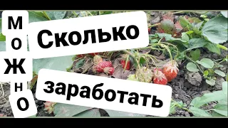 Сколько можно заработать на выращивании клубники.Что для этого нужно и какие затраты.