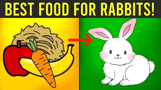 Top 6 Best Food For Rabbits To Gain Weight In 30 Days