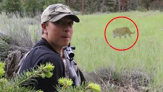 6 Mountain Lion Encounters That Will Horrify You (Part 2)