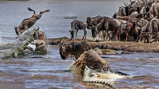 Crocodiles Hunting Wildebeest along the River | Crocodile vs HippoㅣWild Animal Attacks