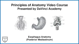 Esophagus Anatomy (Posterior Mediastinum) [Thorax Anatomy 10 of 16]