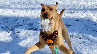 When Your Dogs React to First Snow