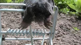 Как поймать Крота. 100% рабочая ловушка. How to catch a mole. 100% working trap