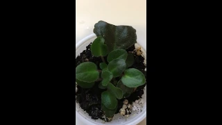 # 1 VLOG / AFRICAN VIOLET