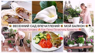 💐ВЕСЕННИЙ САД ВПЕЧАТЛЕНИЙ 💐МОЙ БАЛКОН | КАК ПРАВИЛЬНО ПОЧИСТИТЬ КРЕВЕТКИ 🦐