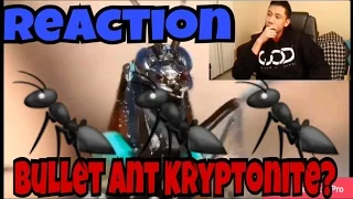 Bullet Ant Kryptonite?(Reaction)