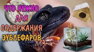 ВСЕ, ЧТО НУЖНО ДЛЯ СОДЕРЖАНИЯ ЭУБЛЕФАРА