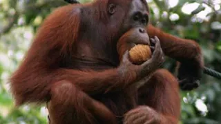 Orang Utan