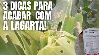 Como acabar com a Lagarta do Cartucho! 3 Dicas!