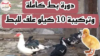 تربية البط ||دورة بط كامله من الالف  الي الياء ||تركيبة علف بط 🐔🐓🦆🐣