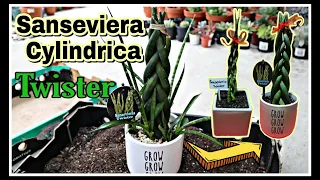 Sansevieria Cylindrica / Snake Plant Repot, Propagate & Twist || Best Indoor Plants