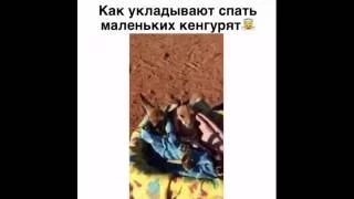 Укладывают спать маленьких кенгурят