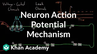 Neuron action potential mechanism | Nervous system physiology | NCLEX-RN | Khan Academy