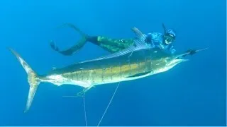 NEW WORLD RECORD! Huntress vs Marlin