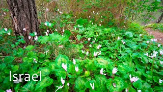 The Forest in Israel Is a Natural Wonder! Spring Flowers Have Adorned the Entire Forest Floor.