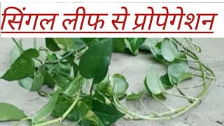 🔴How to propagate Money plant from single leaf