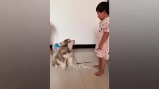 dog and cat# funny video#🤣🤣🤣🤣