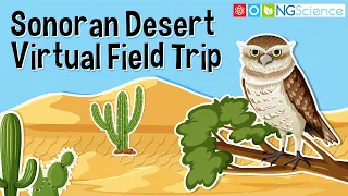 Sonoran Desert – Virtual Field Trip