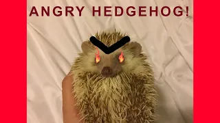 Angry Hedgehog Hissing