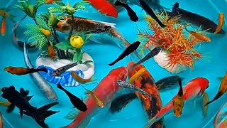 catch colorful ornamental fish, betta fish, koi fish, channa, manfish, catfish,guppy,molly,turtles